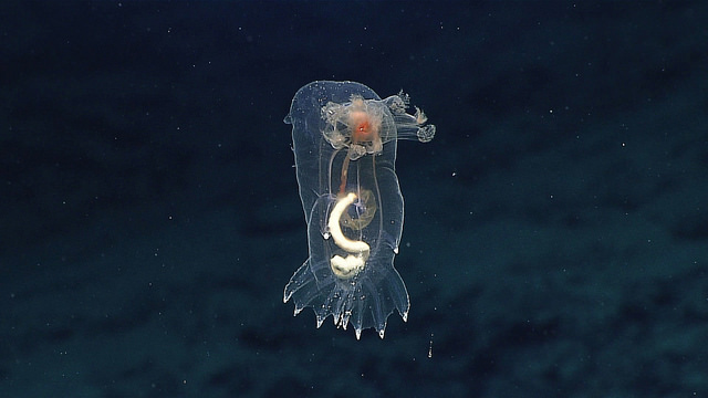 jellyfish