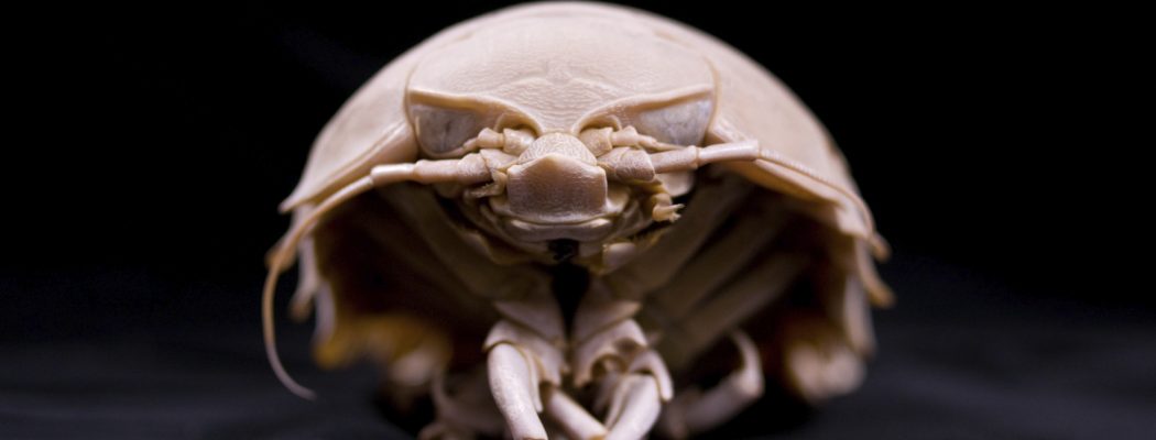 giant isopod