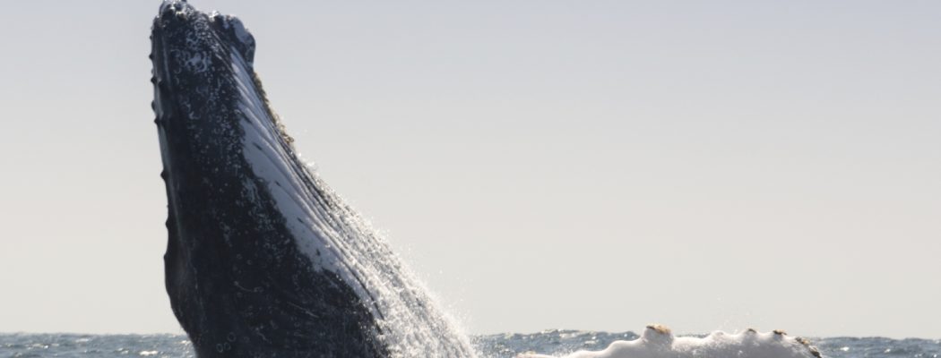 humpback whale breaking water surface