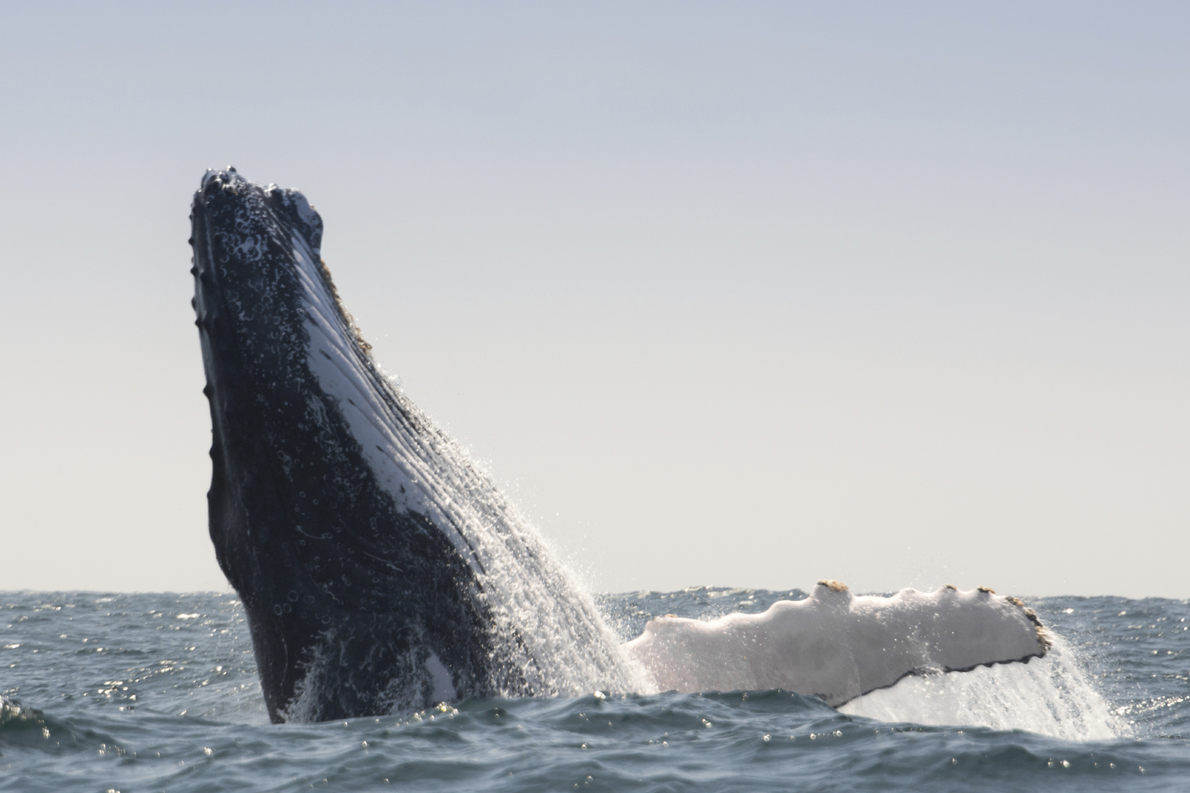 humpback whale breaking water surface