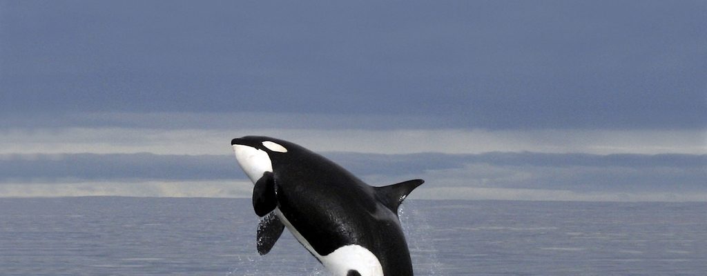 lovely whale jumping in the sea