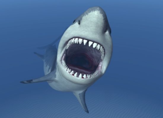 great white shark