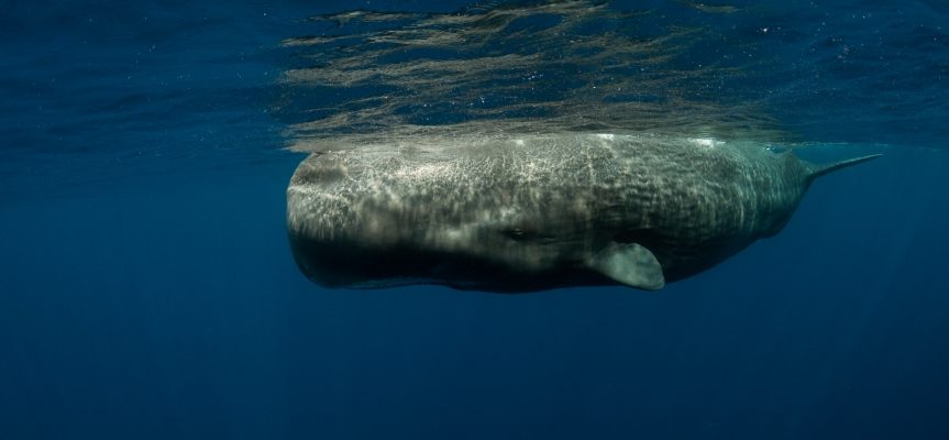 sperm whale swimming