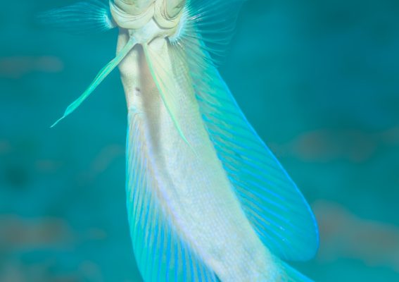 jawfish in blue and yellow colours