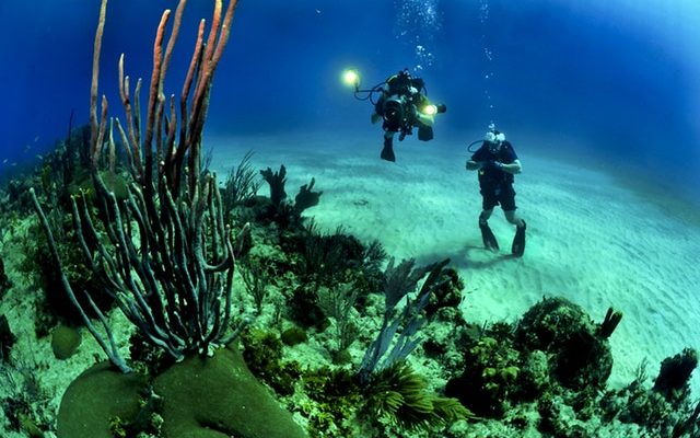 divers scuba under the water
