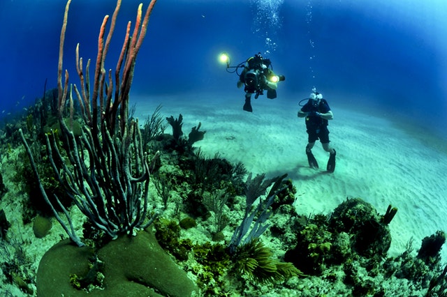divers scuba under the water