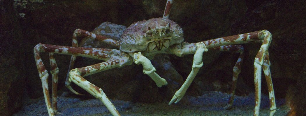 crab under the sea