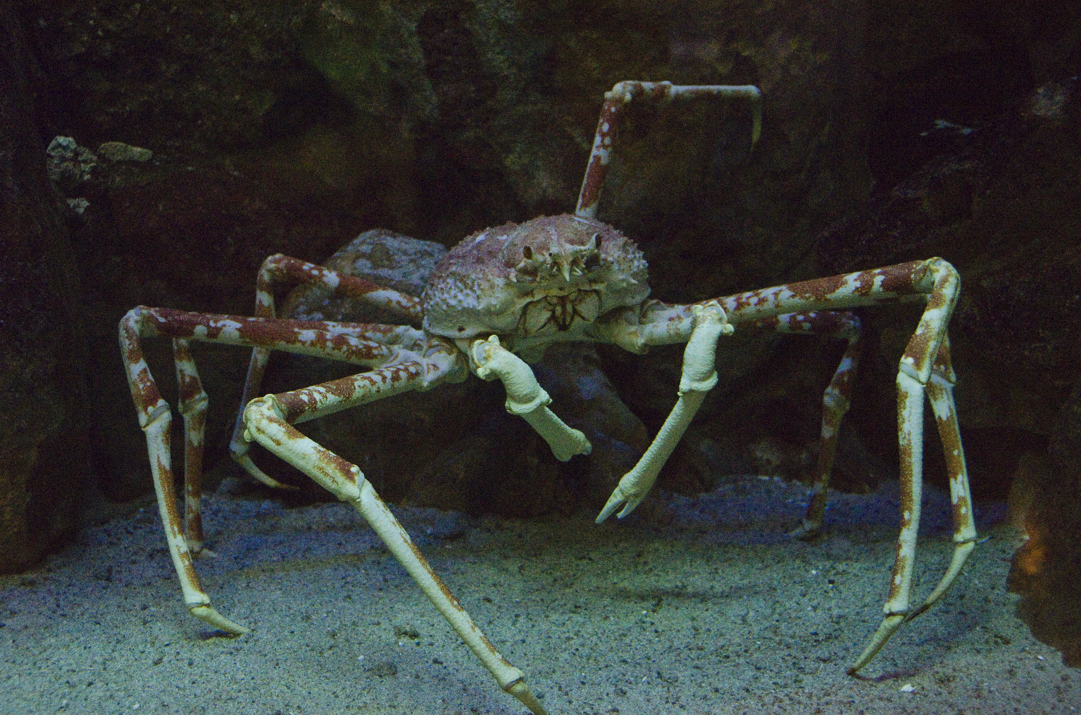 deep sea giant spider crab