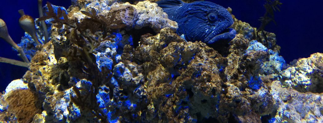 coral and fish under the sea