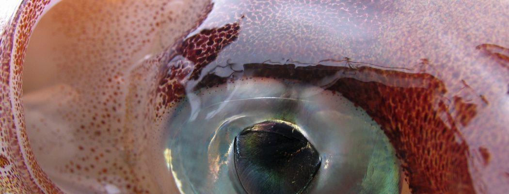 squid eye