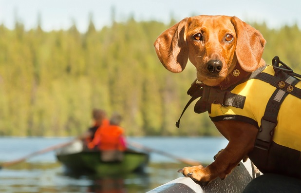 Sausage dog on helm of boat
