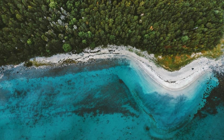 A beach with trees and water