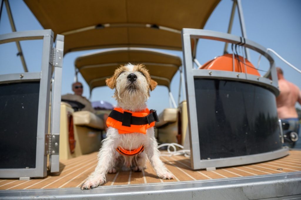 dog on a boat with life jacket